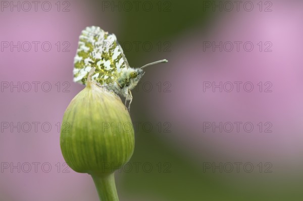 Orange tip butterfly (Anthocharis cardamines) adult insect resting on a garden Allium flower bud in