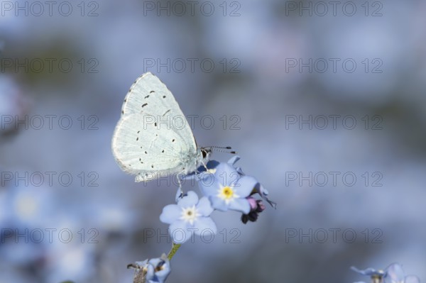 Holly blue butterfly (Celastrina argiolus) adult insect feeding on a garden Forget-me-not flower in
