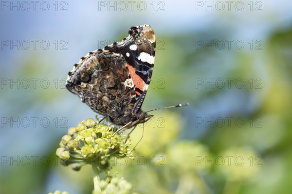 Red admiral butterfly (Vanessa atalanta) adult insect feeding on Ivy flowers in autumn, England,