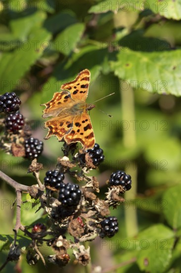 Comma butterfly (Polygonia c-album) adult insect on a blackberry fruit in autumn, England, United