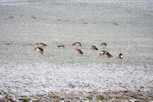 Nile geese in a field in winter, Germany