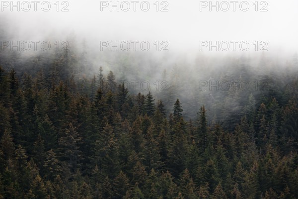Dense forest on mountain slopes, mystical fog sweeping through the forest, Kenai Fjords National