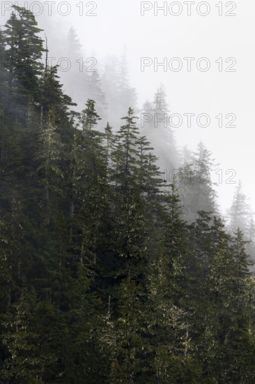 Dense forest on mountain slopes, mystical fog sweeping through the forest, Kenai Fjords National