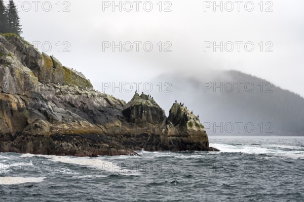 Rocky coast with birds, coastal landscape, Kenai Fjords National Park, Kenai Peninsula, Alaska, USA