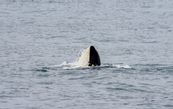 Killer whale (Orcinus orca), Orca, Resurrection Bay, Kenai Fjords National Park, Kenai Peninsula,