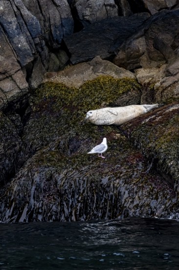 Harbour seal (Phoca vitulina) lying on rocks on the coast, Kenai Fjords National Park, Kenai