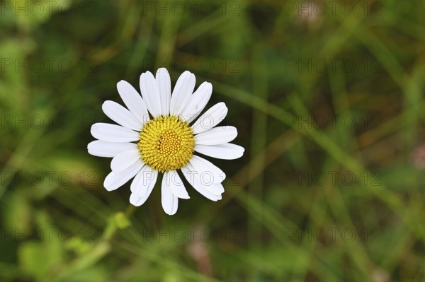 Daisy (Leucanthemum vulgare), flower in a meadow, close-up, macro, Wilnsdorf, North