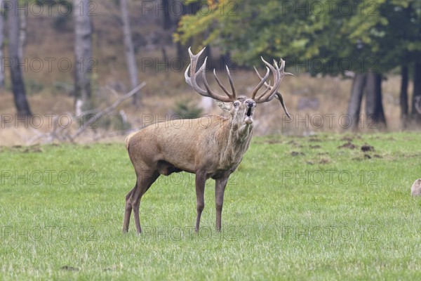Red deer (Cervus elaphus) during the rutting season, a large stag roaring in a forest clearing,