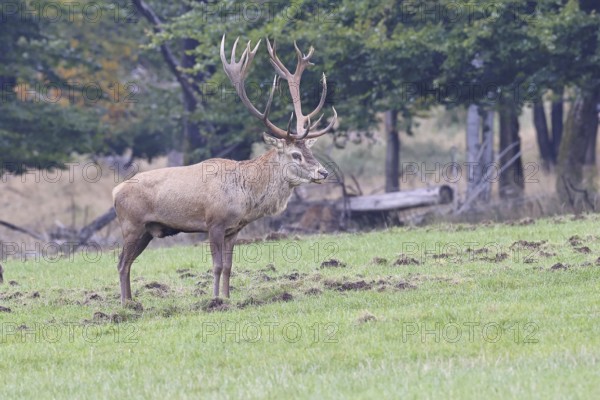Red deer (Cervus elaphus) during the rutting season, capital stag in a forest clearing, wildlife,