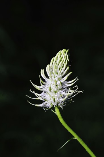 Spiked rampion (Phyteuma spicatum), greenish-white flowers in a forest clearing, Wilnsdorf, North