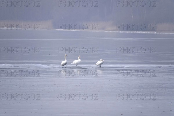 Three swans on a frozen lake, winter, Germany