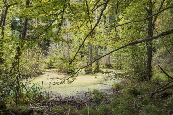 Wetland in beech forest, Jasmund National Park, Sassnitz, Rügen island, Baltic Sea,