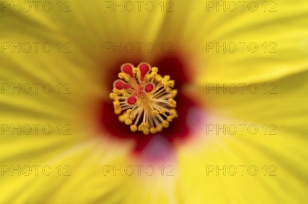 Close-up, detail, pistil, flower, yellow hibiscus (Hibiscus brackenridgei) iStuttgart,