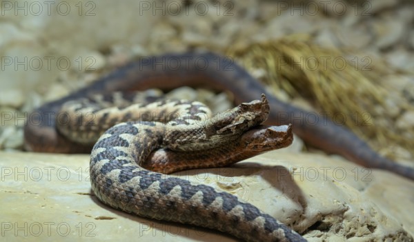 European horned viper (Vipera ammodytes), also sand viper, sand adder or European sand viper, pair,