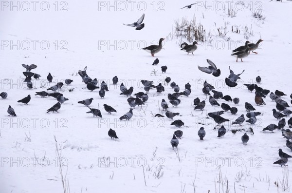 Pigeons in winter, Germany