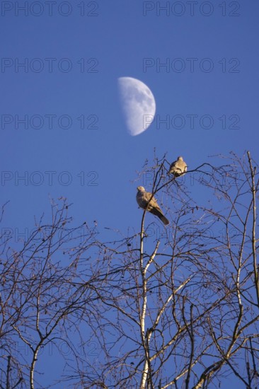 Pigeons in winter, sky with moon, Germany