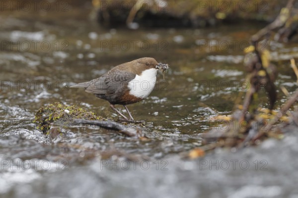 White-throated White-throated Dipper (Cinclus cinclus) standing with prey on a stone in the middle
