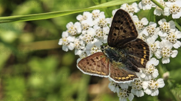 Close-up, Sooty Copper butterfly (lycaena tityrus) on white flowers against a green background,