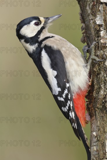 Great spotted woodpecker (Dendrocopus major), male, foraging on the trunk of a common birch (Betula