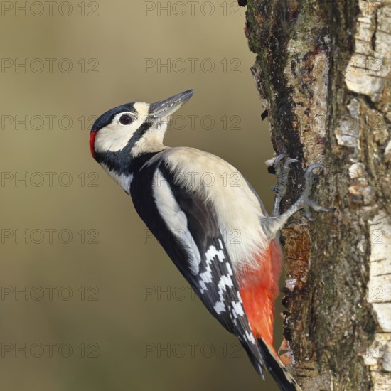 Great spotted woodpecker (Dendrocopus major), male, foraging on the trunk of a common birch (Betula