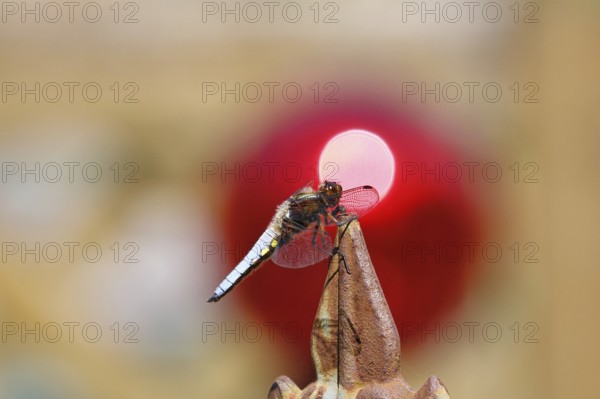Flat-bellied dragonfly (Libellula depressa), male sitting on a fence top in the garden, sunset,