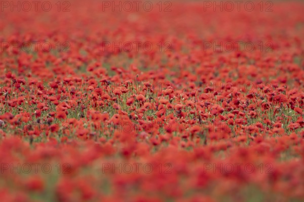 Common field poppy (Papaver rhoeas) wildflower field of red poppies in summer, England, United