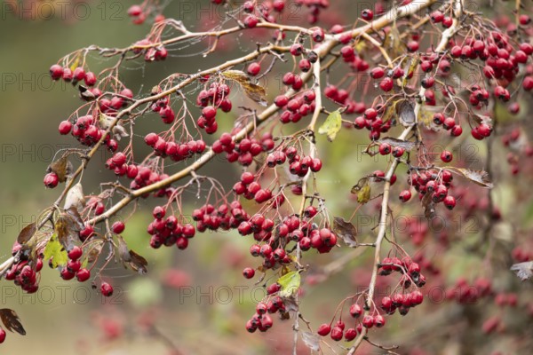 Hawthorn (Crataegus monogyna) tree in a hedgerow with red berries in autumn, England, United