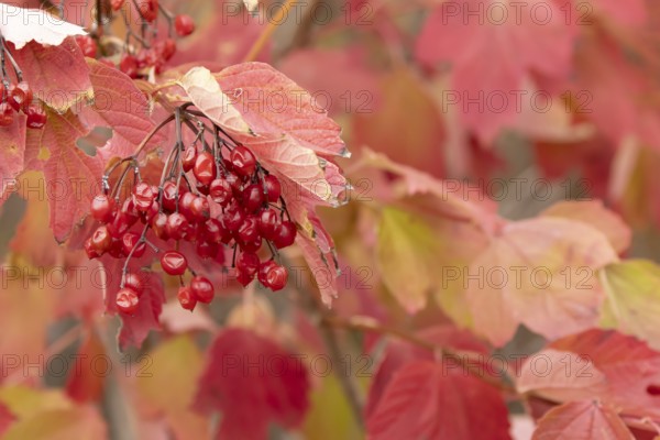 Guelder rose tree (Viburnum opulus) with autumn colour leaves and red berries, England, United