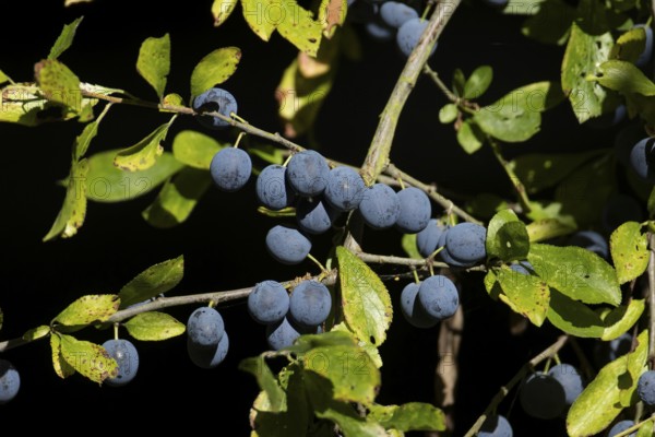 Blackthorn tree (Prunus spinosa) with autumn colour leaves and blue sloe berries, England, United
