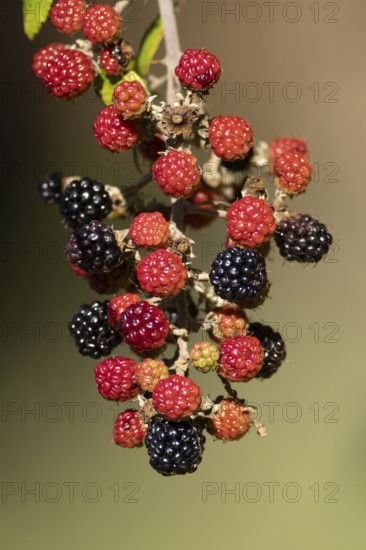Bramble or Blackberry (Rubus fruticosus) bush plant blackberries fruits in summer, England, United