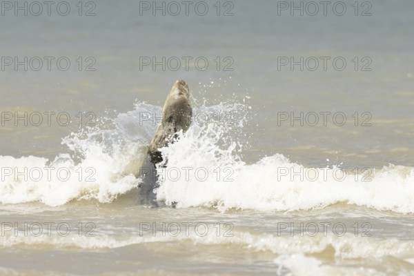 Atlantic grey seal (Halichoerus grypus) adult marine animal in the breaking waves of the sea on a