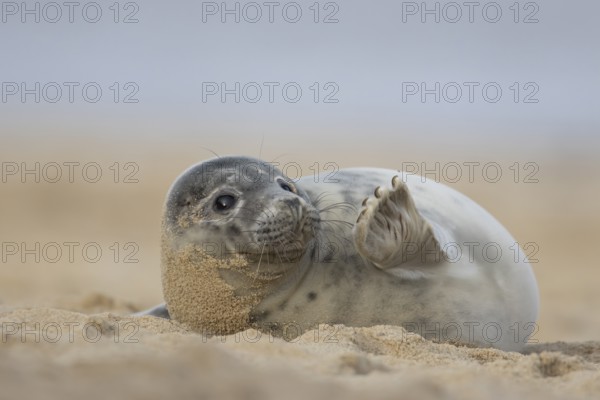 Atlantic grey seal (Halichoerus grypus) juvenile animal waving its front foot on a beach in winter,
