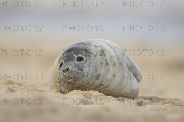 Atlantic grey seal (Halichoerus grypus) juvenile marine animal resting on a beach in winter,