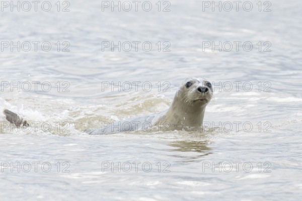 Atlantic grey seal (Halichoerus grypus) adult marine animal swimming in the sea on a coastline,