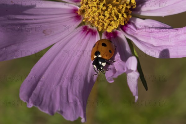 Seven-spot ladybird or Ladybug (Coccinella septempunctata) adult insect on a garden Cosmos flower