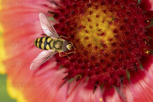Common hoverfly (Eupeodes corollae) adult insect feeding on garden Blanket flower (Gaillardia spp.)