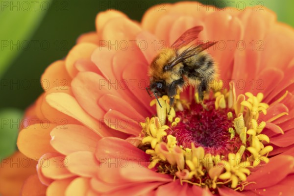 Common carder bumblebee (Bombus pascuorum) adult bee insect feeding on a garden Zinnia flower in