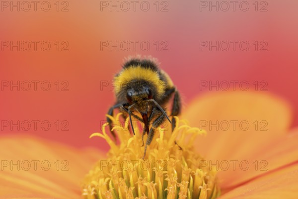 White tailed bumblebee (Bombus lucorum) adult bee insect feeding on a garden Mexican sunflower