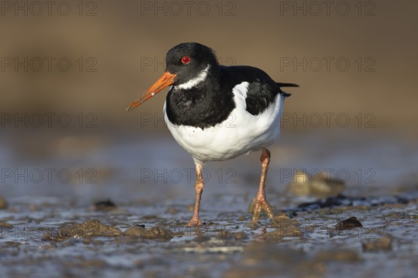 Eurasian oystercatcher (Haematopus ostralegus) adult wading bird walking on a coastline, Norfolk,