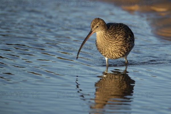 Eurasian curlew (Numenius arquata) adult wading bird in a coastal lagoon, Norfolk, England, United