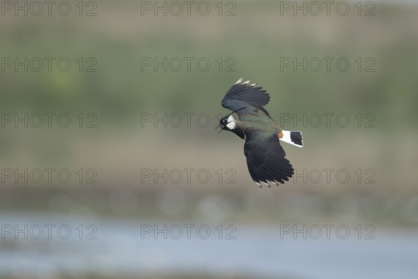Northern lapwing (Vanellus vanellus) adult wading bird calling in flight in spring, RSPB Minsmere
