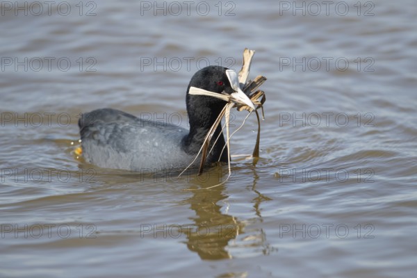 Eurasian coot (Fulica atra) adult water bird with nest material in its beak in spring, RSPB