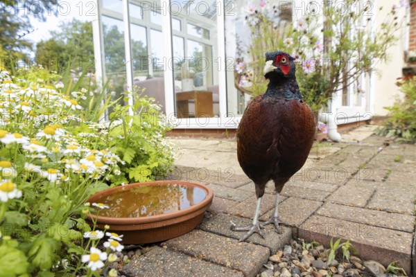 Common pheasant (Phasianus colchicus) adult male game bird on a garden patio with a house in the
