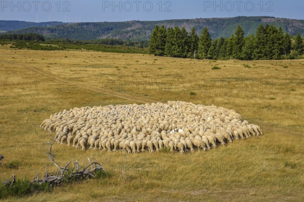 Schleiden, North Rhine-Westphalia, Germany — Eifel National Park. Herds of sheep on the Dreiborn