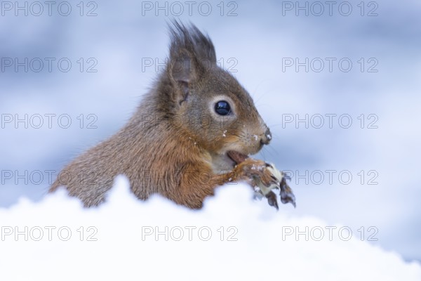 Red squirrel (Sciurus vulgaris) adult animal eating a nut in snow in winter, Yorkshire, England,