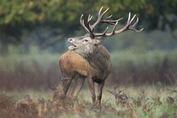Red deer (Cervus elaphus) adult male stag animal roaring during the annual rut season in autumn,