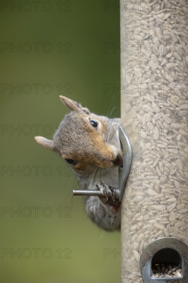 Grey squirrel (Sciurus carolinensis) adult animal eating sunflower seed hearts from a garden bird