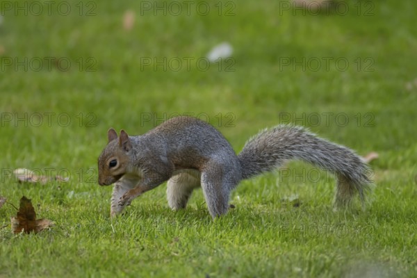 Grey squirrel (Sciurus carolinensis) adult animal burying a nut in a garden grass lawn in autumn,