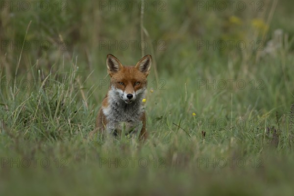 Red fox (Vulpes vulpes) adult animal in countryside grassland in summer, England, United Kingdom