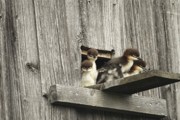 Goosander (Mergus merganser) one day old fledglings at the breeding den in a field barn, a few